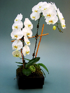 Orchid Phaelaenopsis Double White